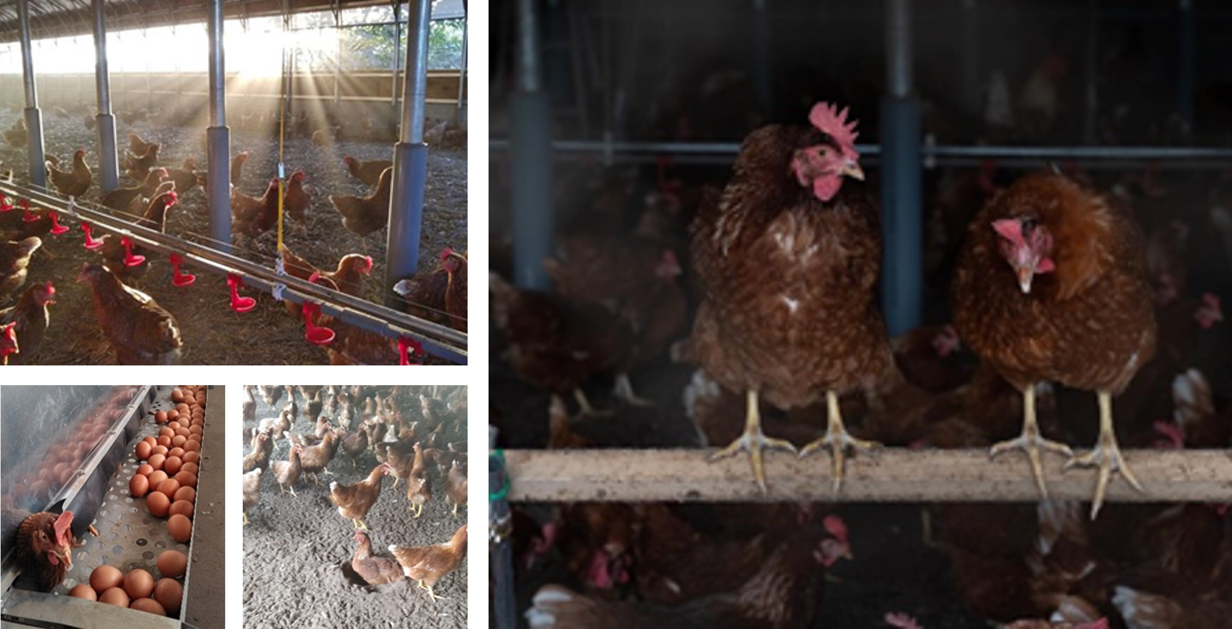 平飼い鶏　tino house様 のびのび育てる”鶏ファースト”おいしい平地平飼い卵づくりを継続したい