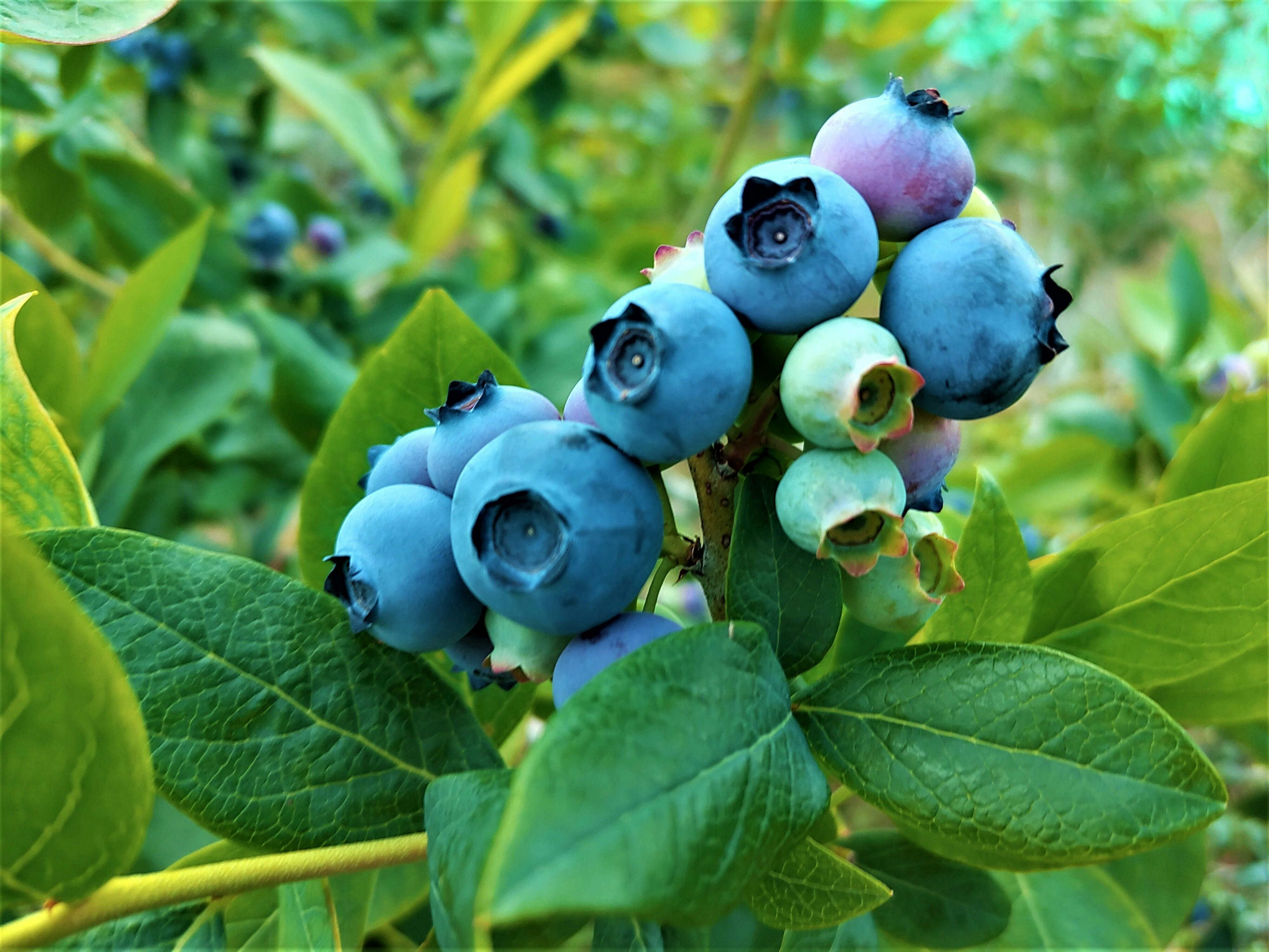 ブルーベリー畑にトイレを建てたい In 上高地ブルーベリー園 Campfire キャンプファイヤー ブルーベリー畑にトイレを建てたい In 上高地ブルーベリー園 Campfire キャンプファイヤー