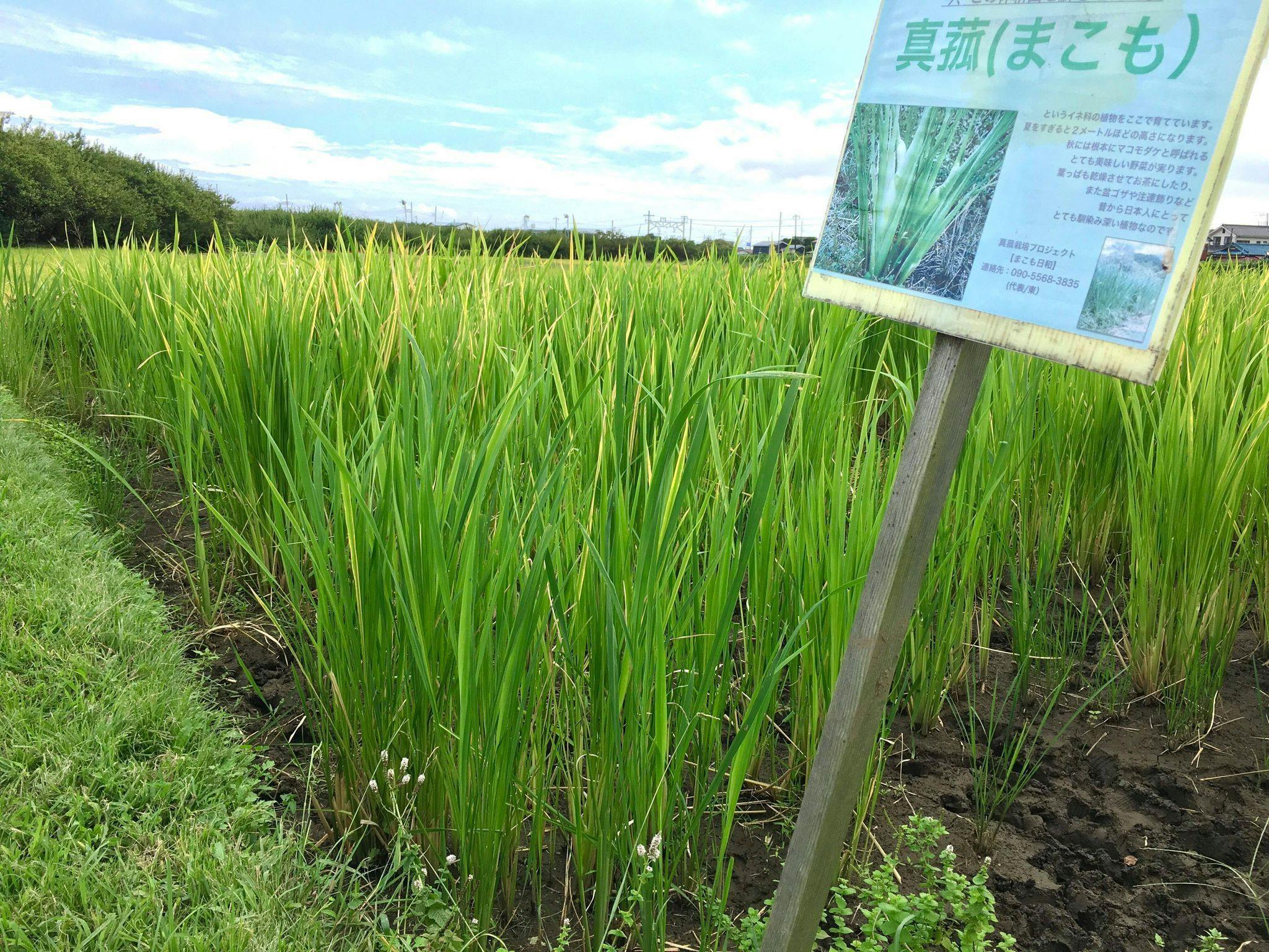 山菜苗 マコモダケ 2株 まこもだけ マコモダケの苗 まこもだけの苗