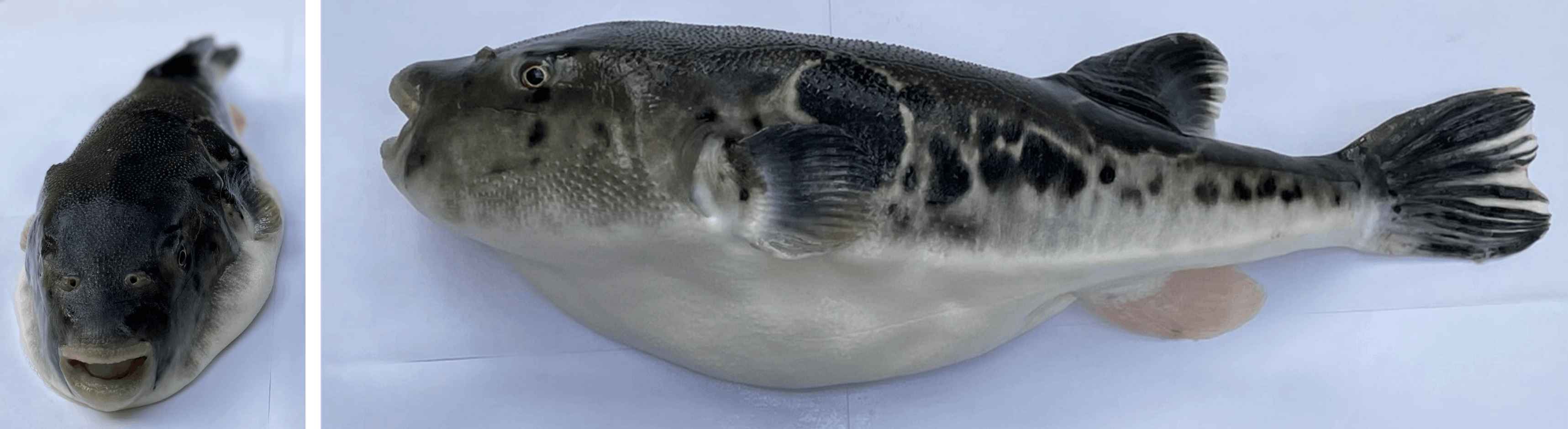 ゲノム編集によって生まれた地球にやさしい 22世紀ふぐ を多くの人に届けたい Campfire キャンプファイヤー ゲノム編集によって生まれた地球にやさしい 22世紀ふぐ を多くの人に届けたい Campfire キャンプファイヤー