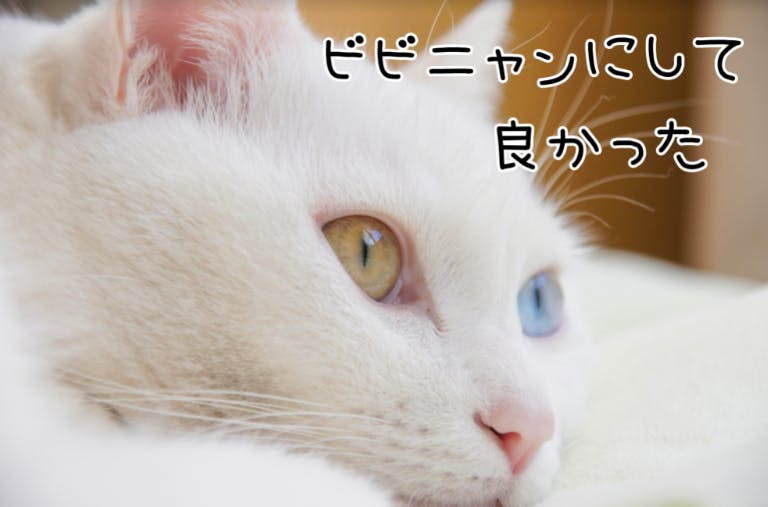bibi Nyan 爪切り不要の爪とぎボード 猫 日本製 ヤスリ ストレス解消 ダンボール 負担軽減 ねこ つめとぎ 爪研ぎ ネコ ビビニャン １個入
