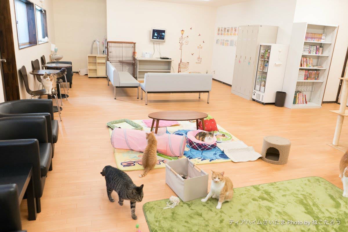 シェルターの保護犬 保護猫達の為の手術設備 入院設備を作りたい Campfire キャンプファイヤー シェルターの保護犬 保護猫達の為の手術設備 入院設備を作りたい Campfire キャンプファイヤー