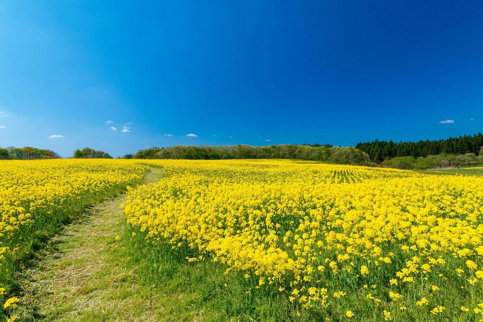 満開の菜の花畑