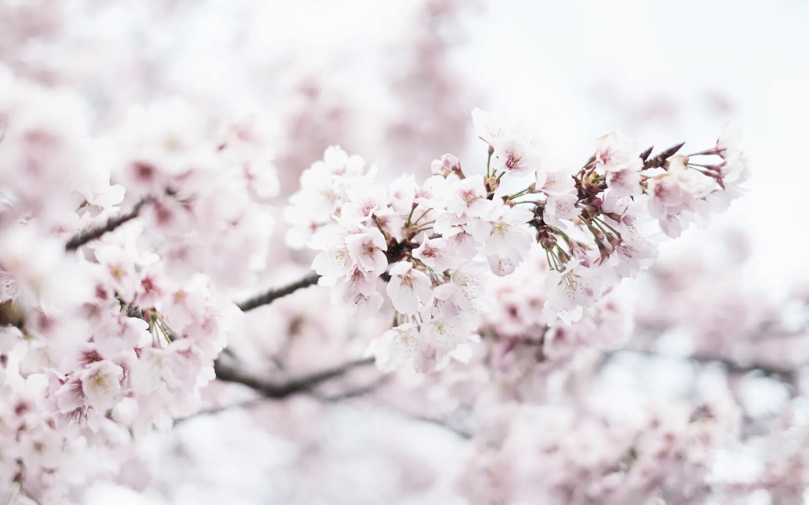 桜がきれに咲き誇っています