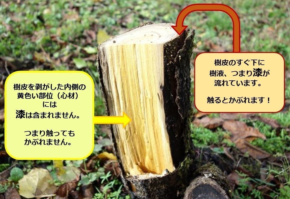 ウルシの伐採木をリサイクル! サステナブルな漆の文化を未来へ繋げたい! - CAMPFIRE (キャンプファイヤー)