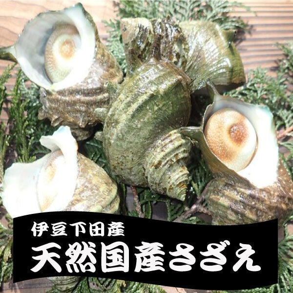 サザエ画像