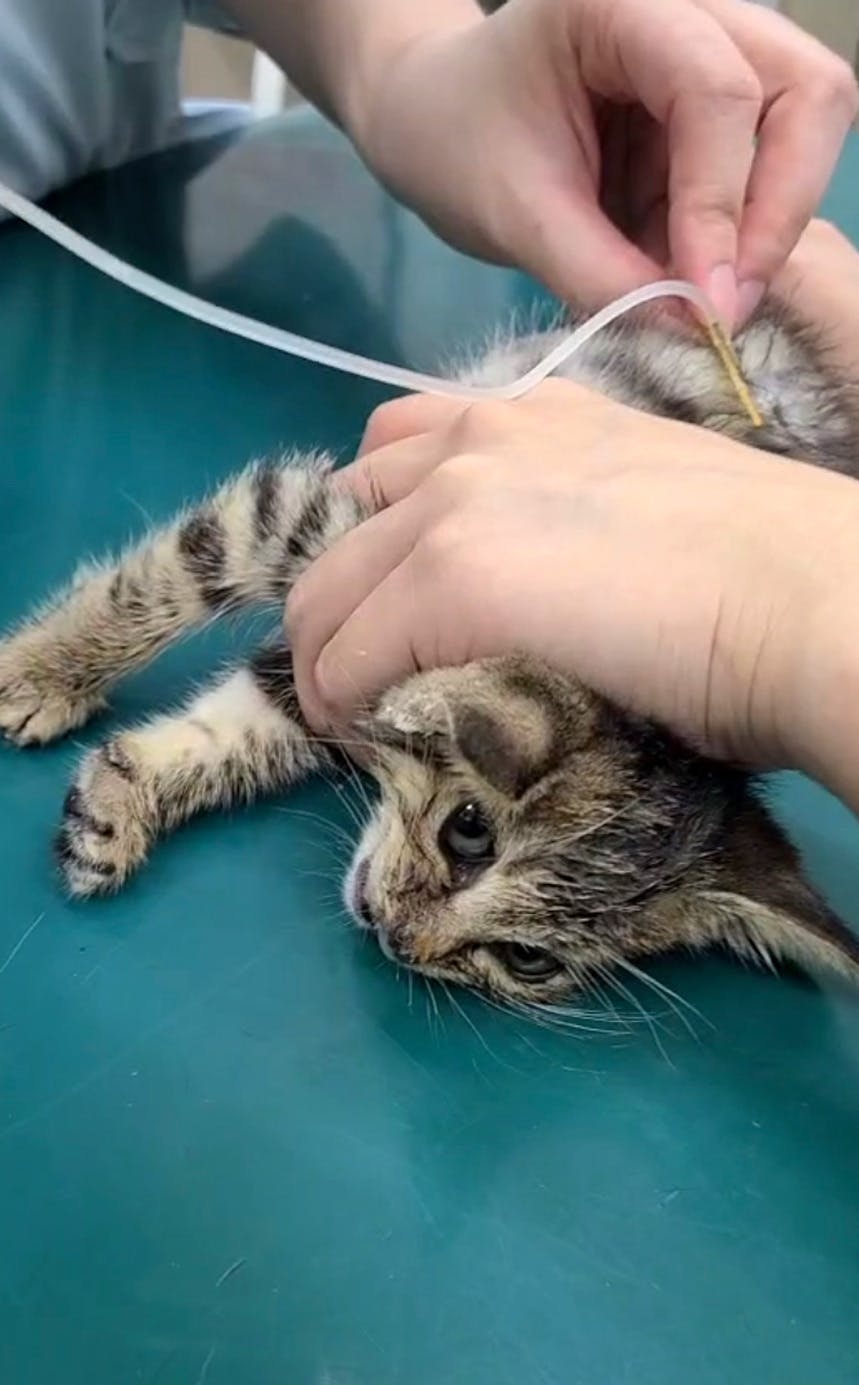 犬舎改修と医療費にご協力を 誰からも見放された猫や犬の命を救いたい Campfire キャンプファイヤー 犬舎改修と医療費にご協力を 誰からも見放された猫や犬の命を救いたい Campfire キャンプファイヤー