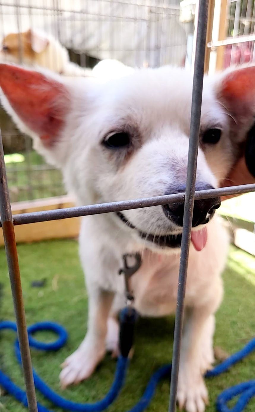 犬舎改修と医療費にご協力を 誰からも見放された猫や犬の命を救いたい Campfire キャンプファイヤー 犬舎改修と医療費にご協力を 誰からも見放された猫や犬の命を救いたい Campfire キャンプファイヤー