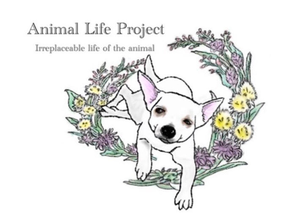 犬舎改修と医療費にご協力を 誰からも見放された猫や犬の命を救いたい Campfire キャンプファイヤー