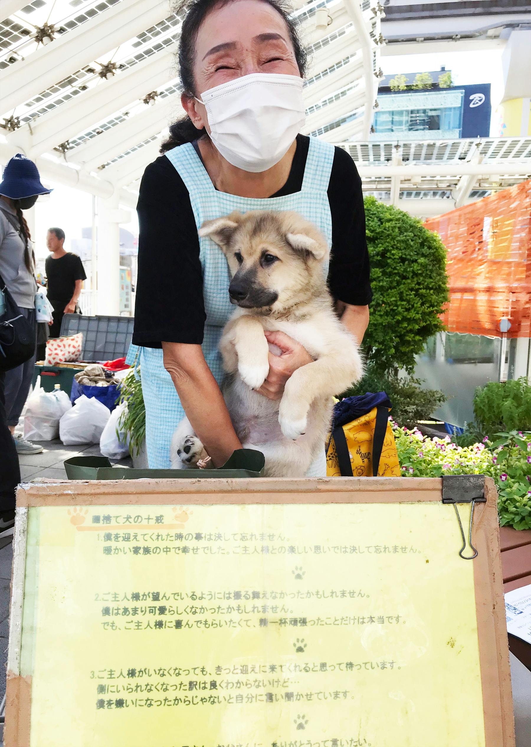 犬舎改修と医療費にご協力を 誰からも見放された猫や犬の命を救いたい Campfire キャンプファイヤー