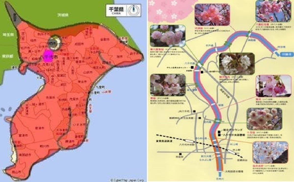 住み続けられる街に~日本最長級「八千代新川千本桜」のエコライト