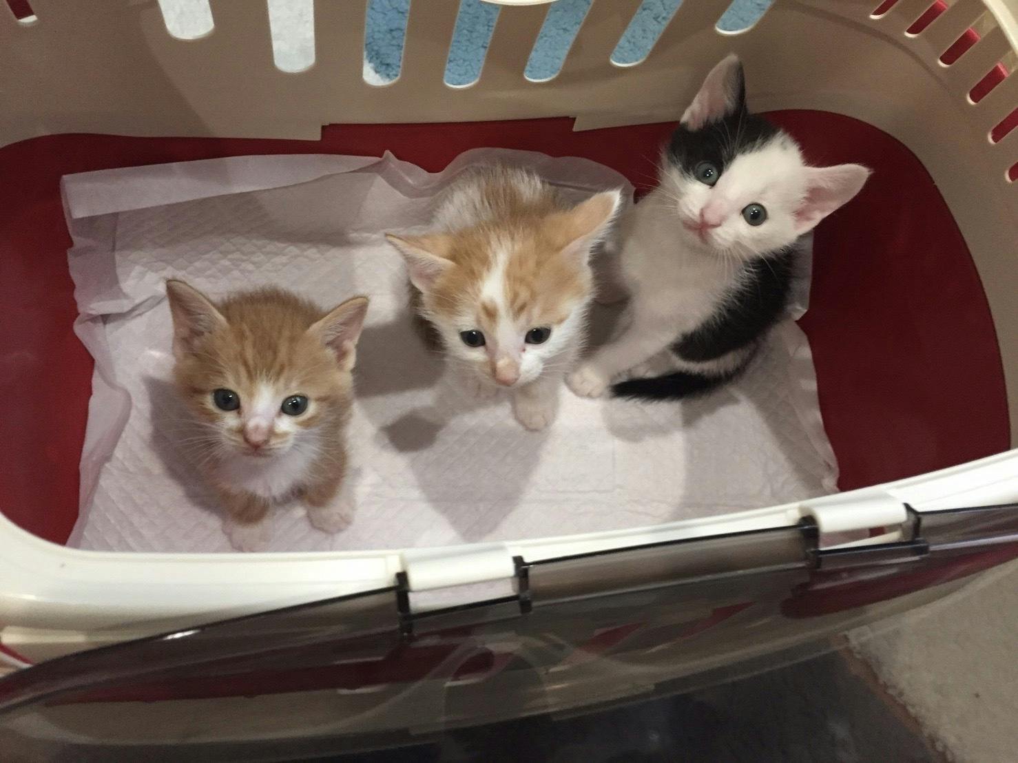 保護猫カフェ】コロナ禍で人が減った店舗を板橋の地元クリエイターの力 