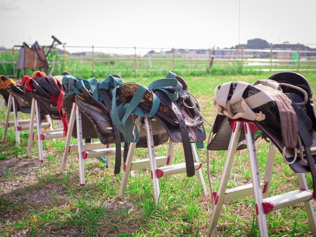 草, 屋外, フェンス, ウマ が含まれている画像
自動的に生成された説明