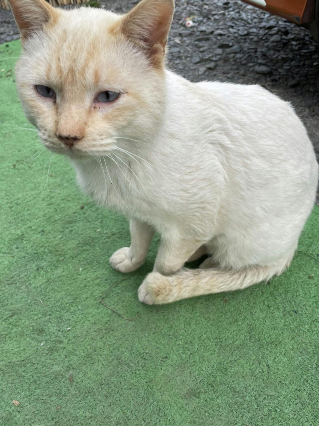 猫からのsos 野良猫 地域猫の保護部屋 安心して暮らせる猫ハウスを建てたいです Campfire キャンプファイヤー 猫からのsos 野良猫 地域猫の保護部屋 安心して暮らせる猫ハウスを建てたいです Campfire キャンプファイヤー