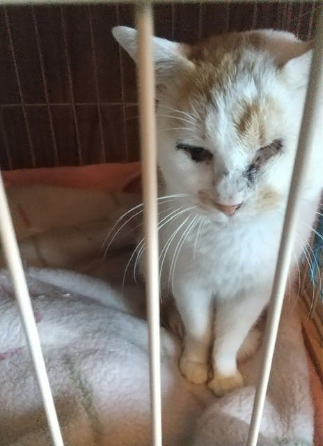 殺処分される猫達を緊急保護しました 新しい家族に繋げるためにご支援のお願い Campfire キャンプファイヤー 殺処分される猫達を緊急保護しました 新しい家族に繋げるためにご支援のお願い Campfire キャンプファイヤー