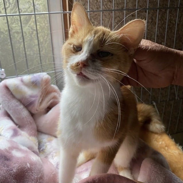 殺処分される猫達を緊急保護しました 新しい家族に繋げるためにご支援のお願い Campfire キャンプファイヤー 殺処分される猫達を緊急保護しました 新しい家族に繋げるためにご支援のお願い Campfire キャンプファイヤー