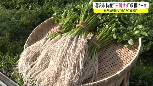 自然が育む“味”と“食感”　秋田・湯沢市特産「三関せり」の収穫盛ん