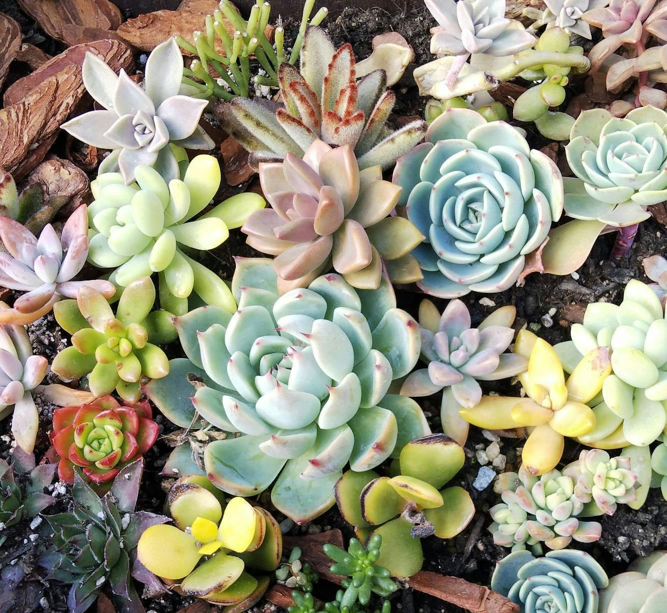 岡山県津山市神代を多肉王国にすることを夢見て Campfire キャンプファイヤー 岡山県津山市神代を多肉王国にすることを夢見て Campfire キャンプファイヤー