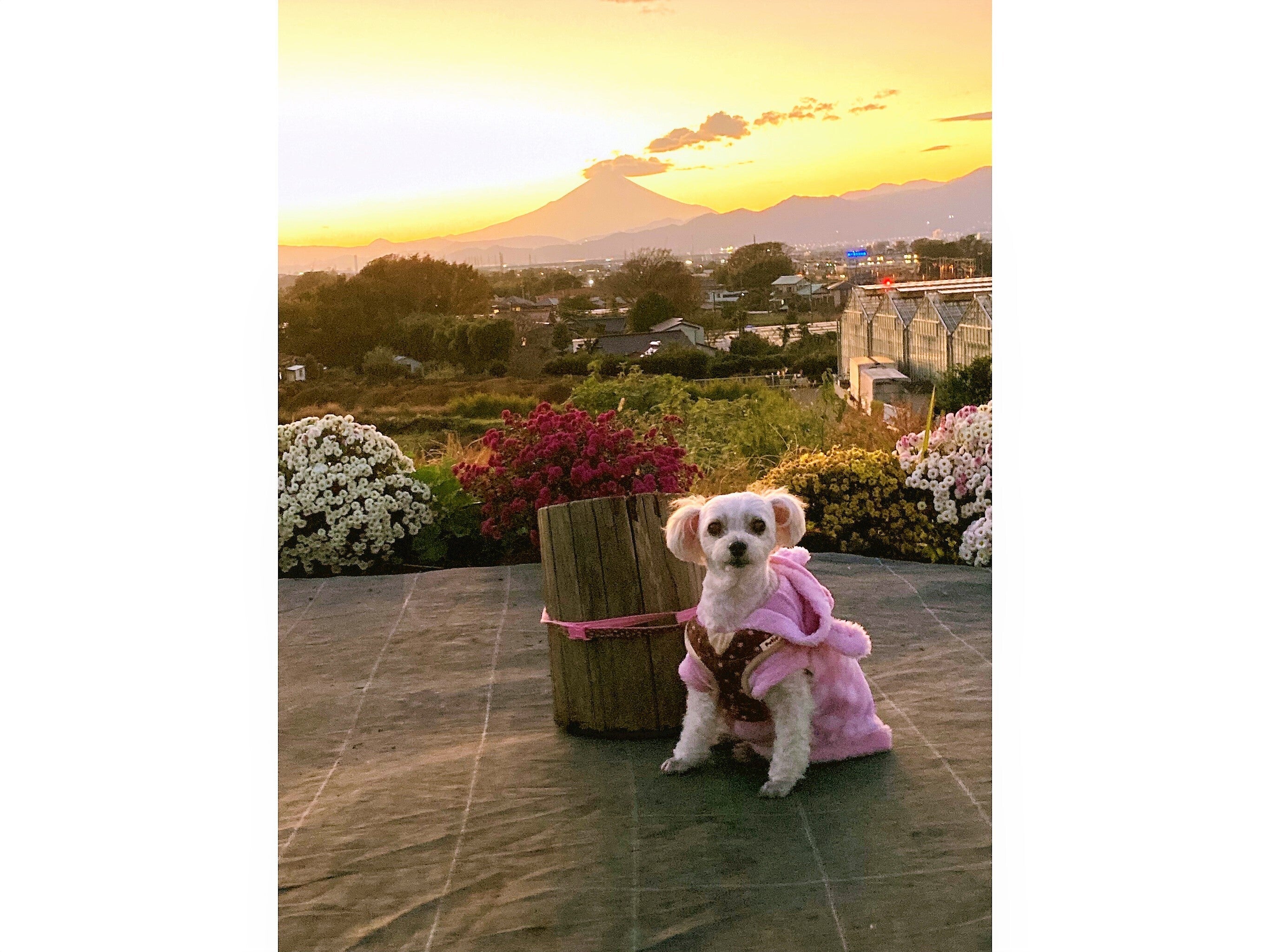 スピリチュアル ヒーリング オラクルカードを作りたい Campfire キャンプファイヤー スピリチュアル ヒーリング オラクルカードを作りたい Campfire キャンプファイヤー