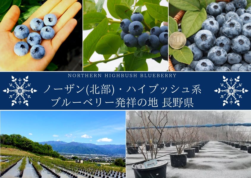 7年連続モンドセレクション受賞の農家が超大粒のブルーベリー生果実をお届けします Campfire キャンプファイヤー 7年連続モンドセレクション受賞の農家が超大粒のブルーベリー生果実をお届けします Campfire キャンプファイヤー