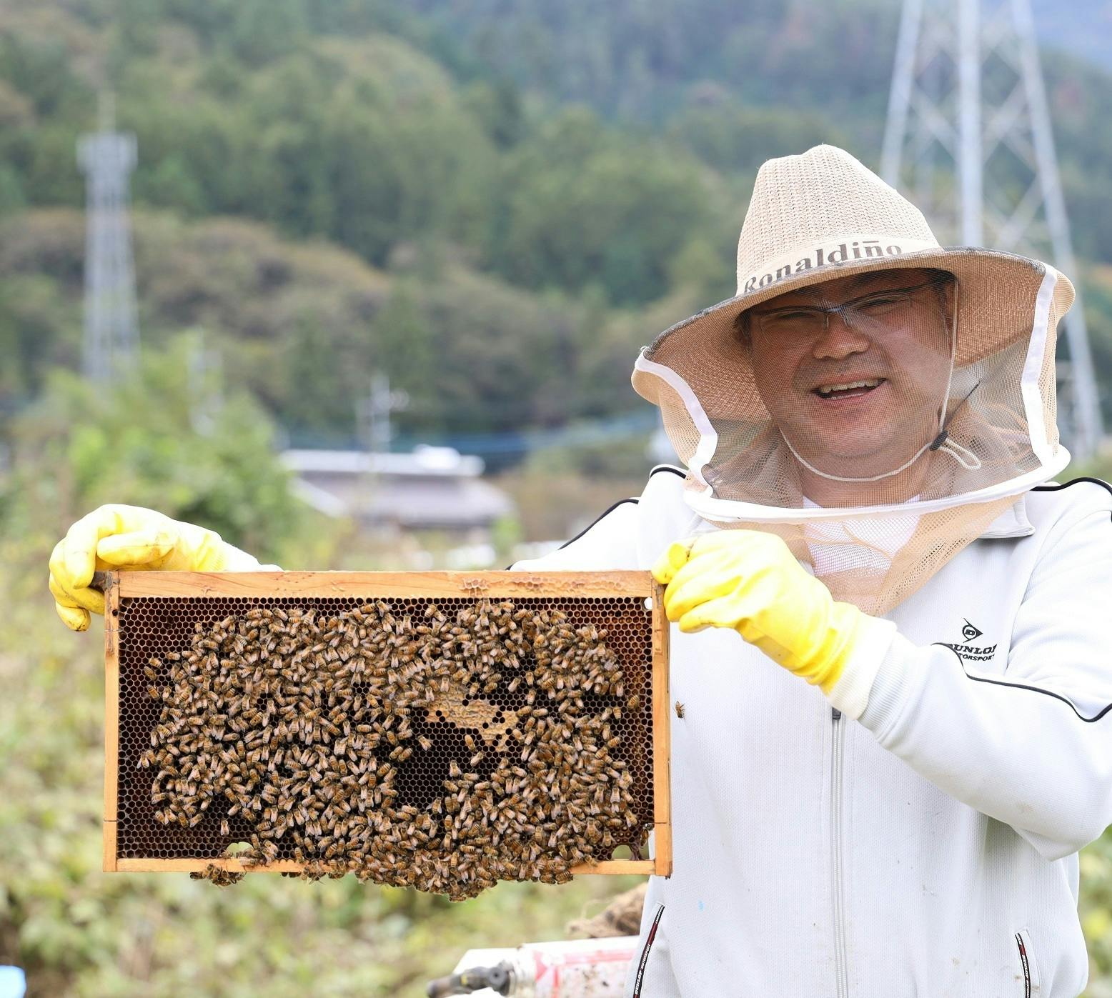 日本蜜蜂 分蜂群 重箱式巣箱付２群 長野県上田市現地引取限定になり 