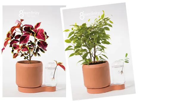 挿し木を育て永遠に植えることができる循環型植物栽培ポットgreenfinity Campfire キャンプファイヤー 挿し木を育て永遠に植えることができる循環型植物栽培ポットgreenfinity Campfire キャンプファイヤー