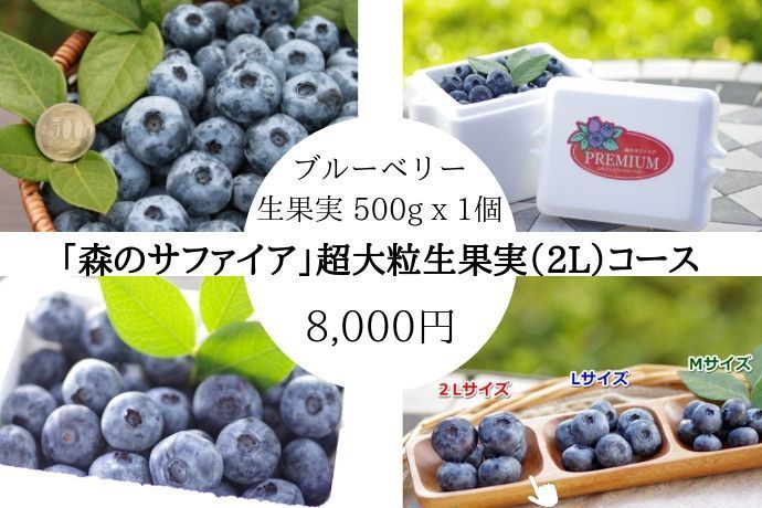 7年連続モンドセレクション受賞の農家が超大粒のブルーベリー生果実を