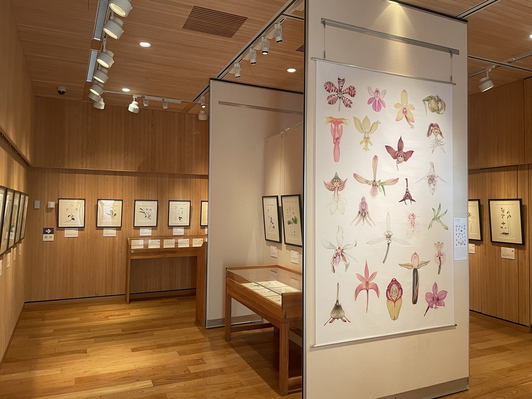 植物精密画！40年の年月を超えて、日本の野生ランを描いた画集を出版