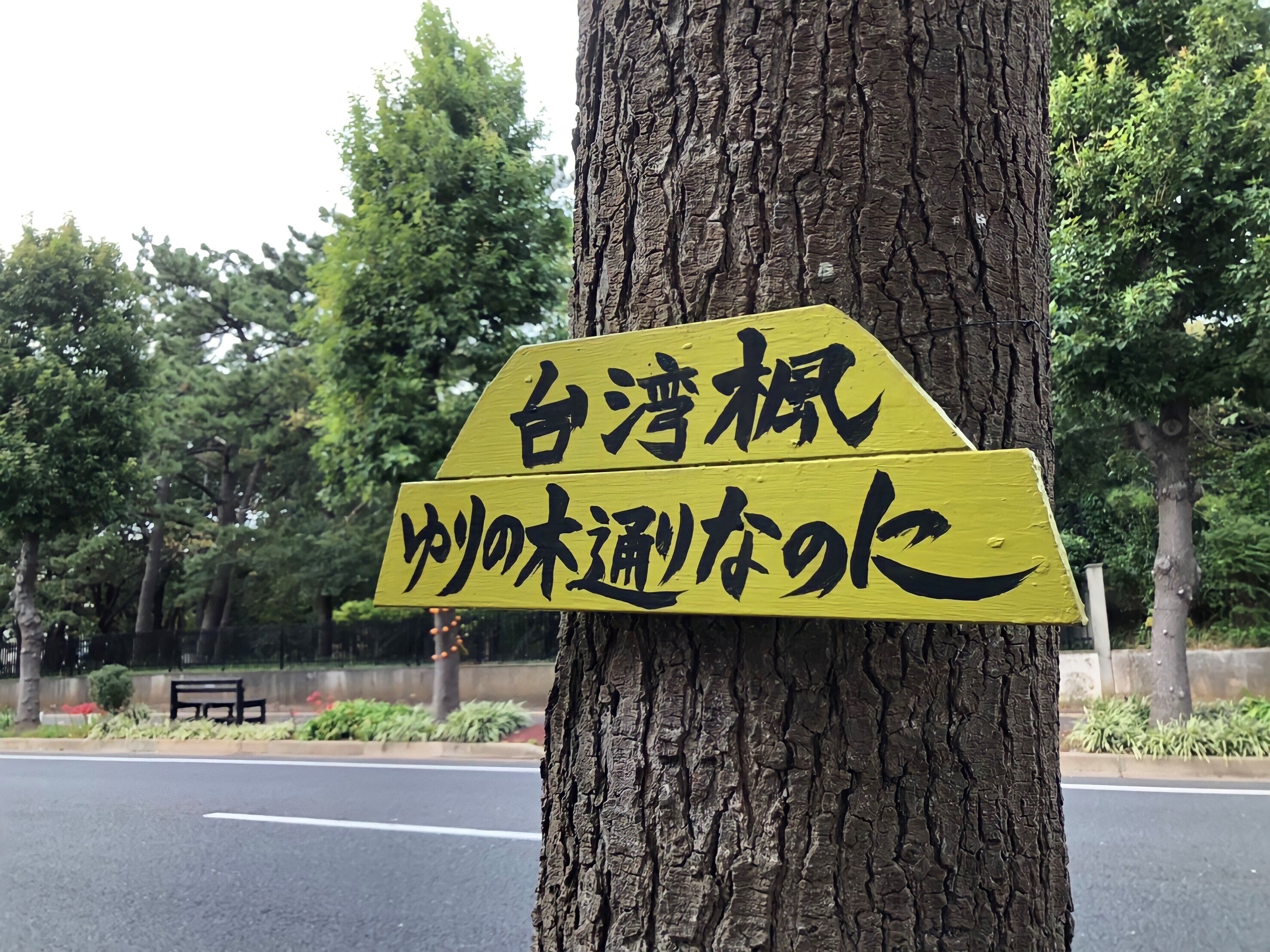 西千葉ゆりの木通りをシャンゼリゼ通りに 地域の大学生がまちをライトアップ Campfire キャンプファイヤー 西千葉ゆりの木通りをシャンゼリゼ通りに 地域の大学生がまちをライトアップ Campfire キャンプファイヤー