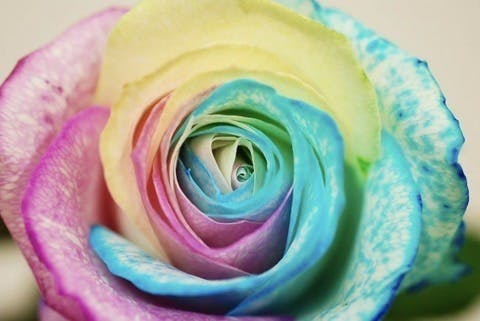 花どころ西尾 お花を染める楽しさを味わいながら 花農家さんを応援しよう Campfire キャンプファイヤー 花どころ西尾 お花を染める楽しさを味わいながら 花農家さんを応援しよう Campfire キャンプファイヤー