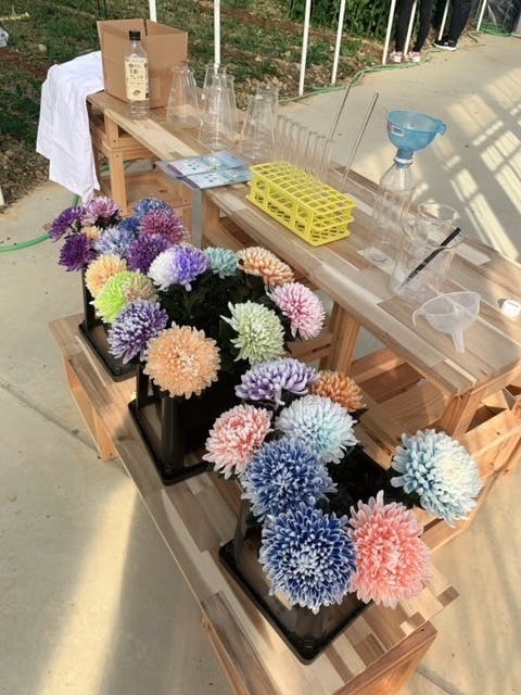 花どころ西尾 お花を染める楽しさを味わいながら 花農家さんを応援しよう Campfire キャンプファイヤー 花どころ西尾 お花を染める楽しさを味わいながら 花農家さんを応援しよう Campfire キャンプファイヤー