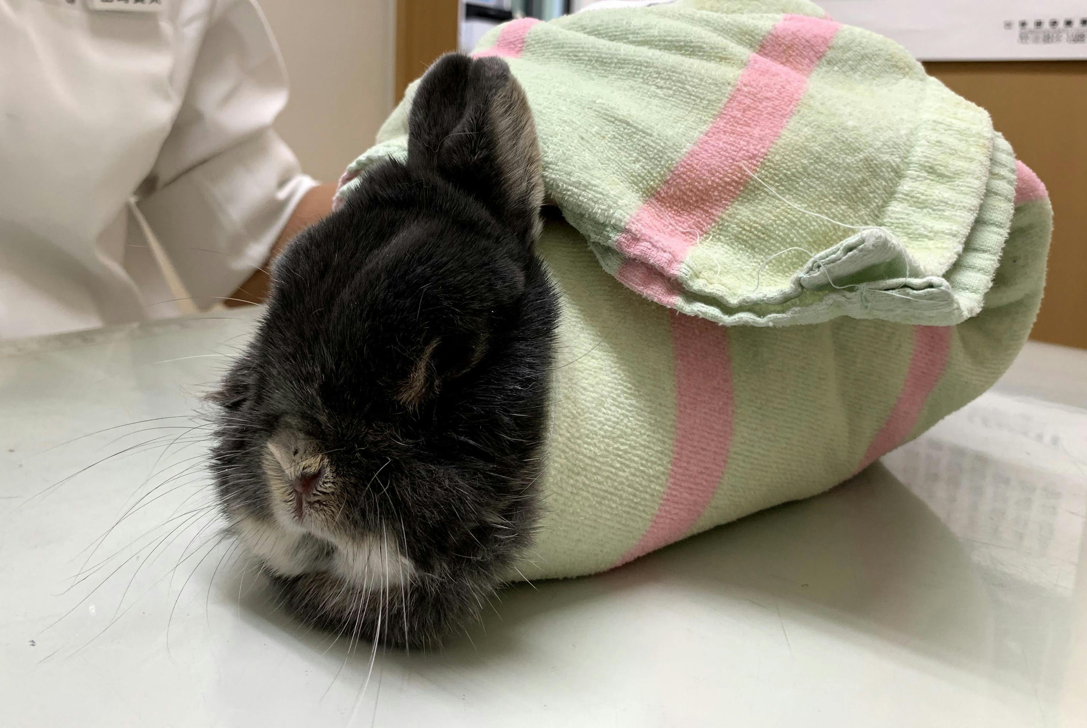 海外限定 うさぎ様専用 うさぎ様専用