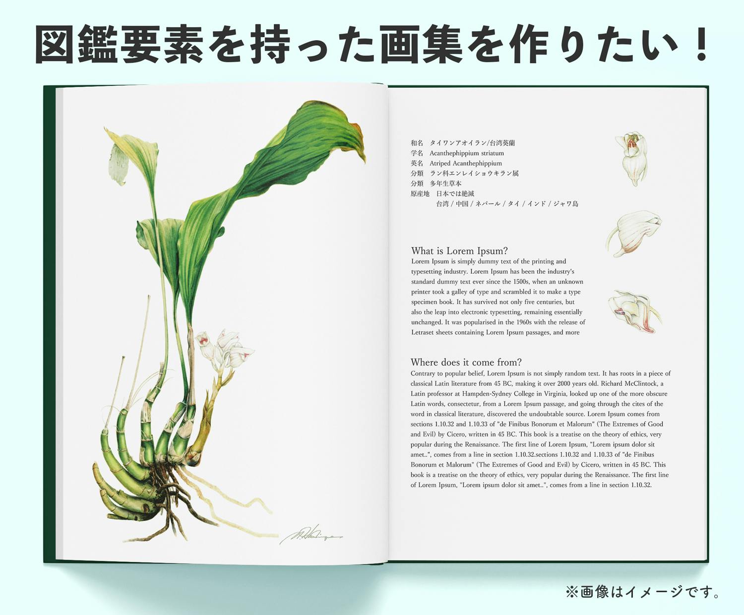 植物精密画！40年の年月を超えて、日本の野生ランを描いた画集を出版
