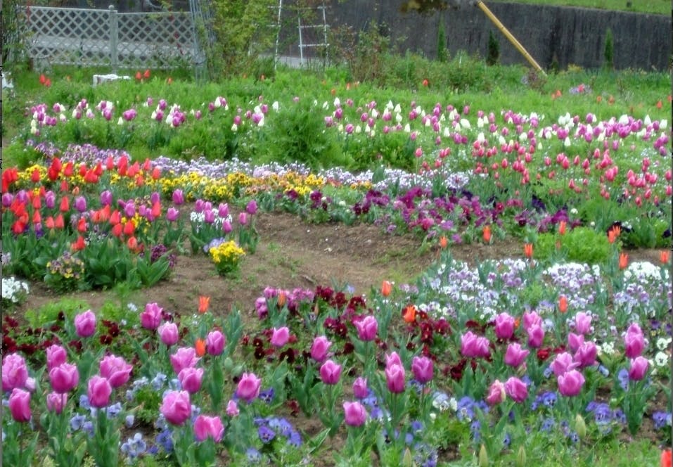 草花の好きな人みんな集まれ 共同ガーデンを作って 地域を元気にしよう Campfire キャンプファイヤー 草花の好きな人みんな集まれ 共同ガーデンを作って 地域を元気にしよう Campfire キャンプファイヤー