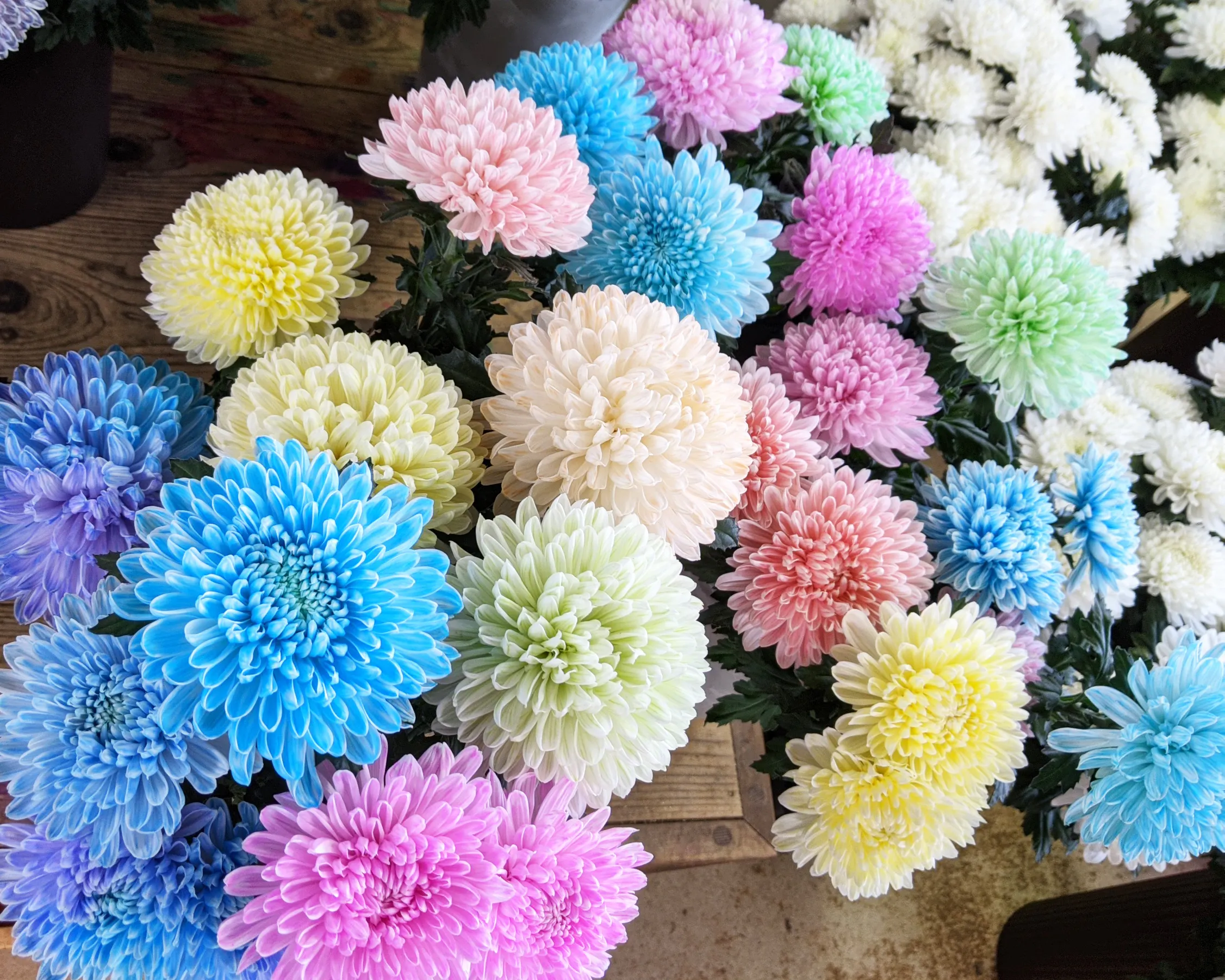 花どころ西尾 お花を染める楽しさを味わいながら 花農家さんを応援しよう Campfire キャンプファイヤー 花どころ西尾 お花を染める楽しさを味わいながら 花農家さんを応援しよう Campfire キャンプファイヤー