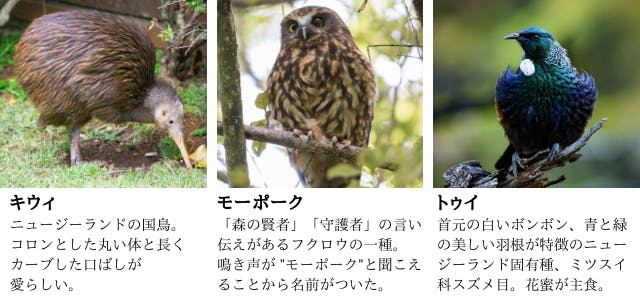 高級ワイン同様 シングル オリジン が作り出す極上マヌカハニーを広めたい Campfire キャンプファイヤー 高級ワイン同様 シングル オリジン が作り出す極上マヌカハニーを広めたい Campfire キャンプファイヤー