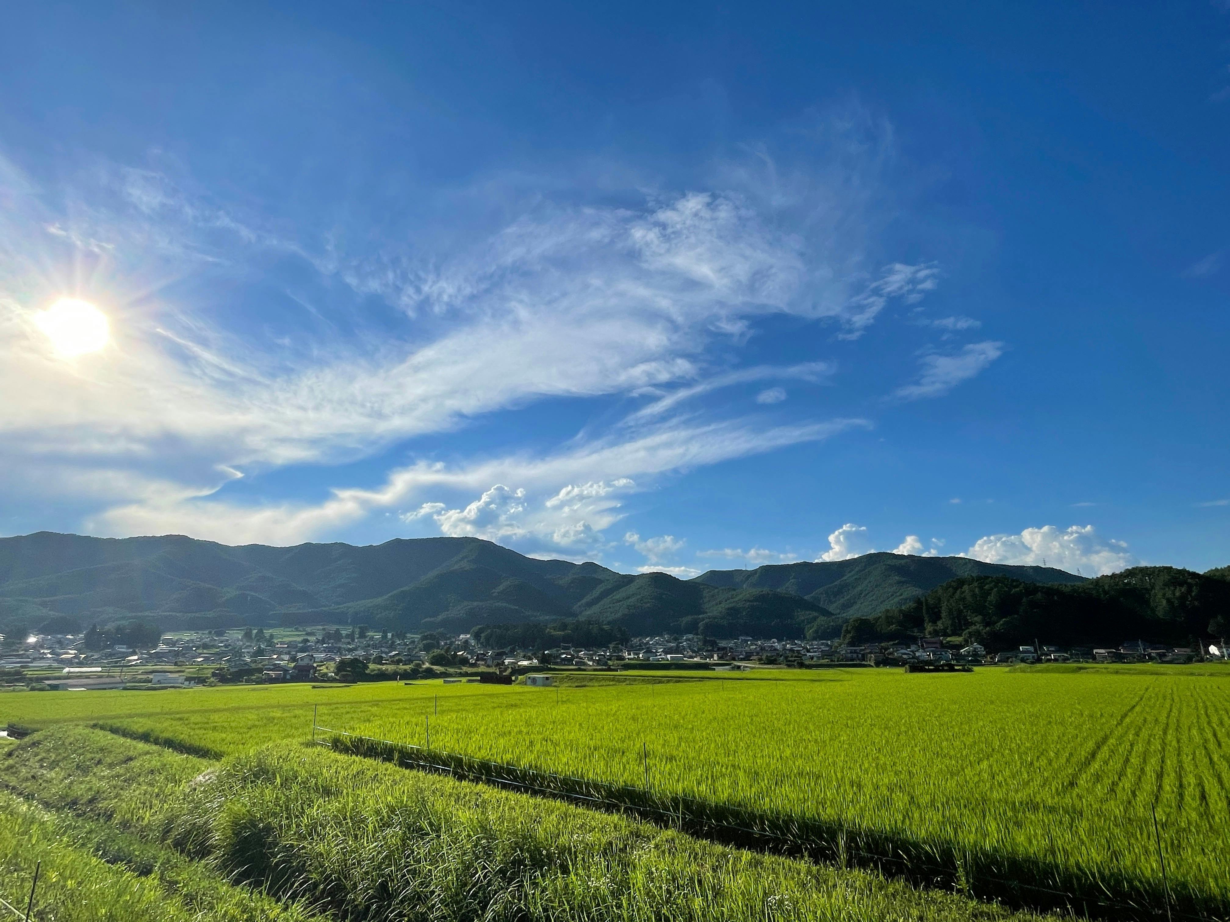 田んぼ