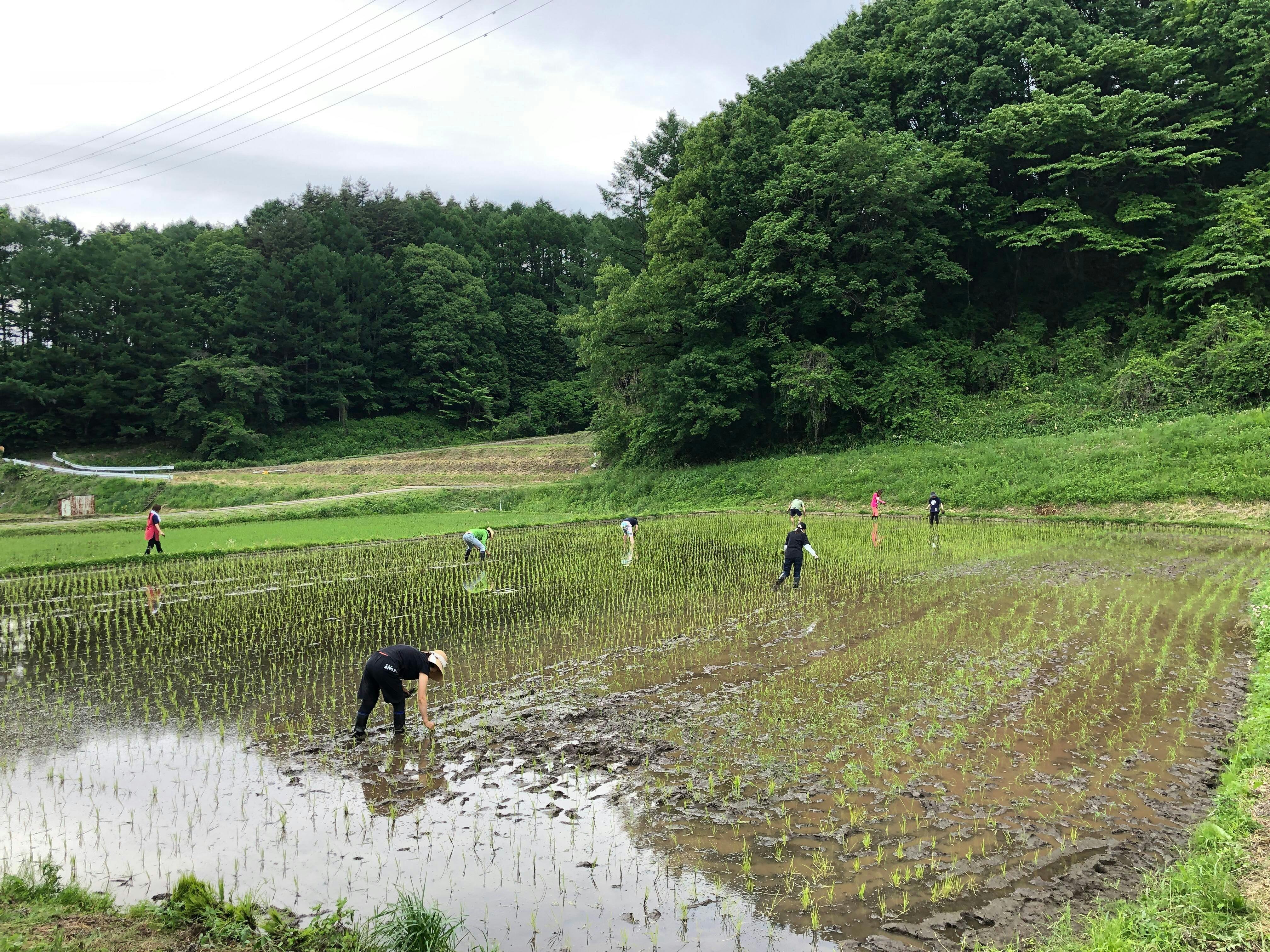 田植え作業