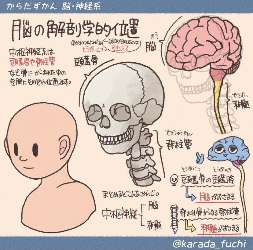 イラスト解剖学 新登場