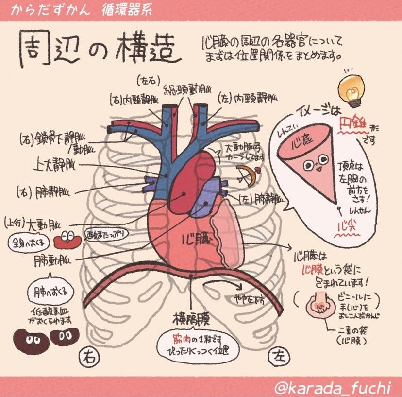 解剖 イラスト からだを楽しく学ぶ どこでもみられるやさしい解剖学のサイト Campfire キャンプファイヤー