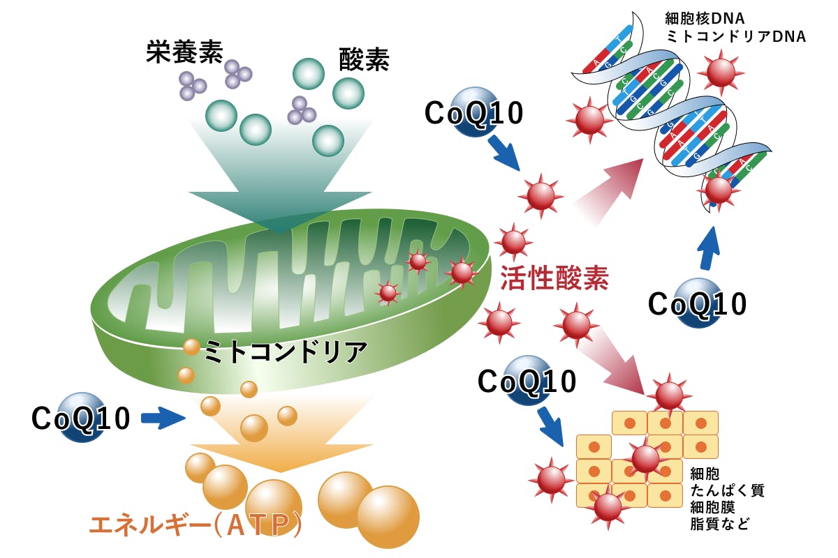 コエンザイムQ10とミトコンドリアの働き図