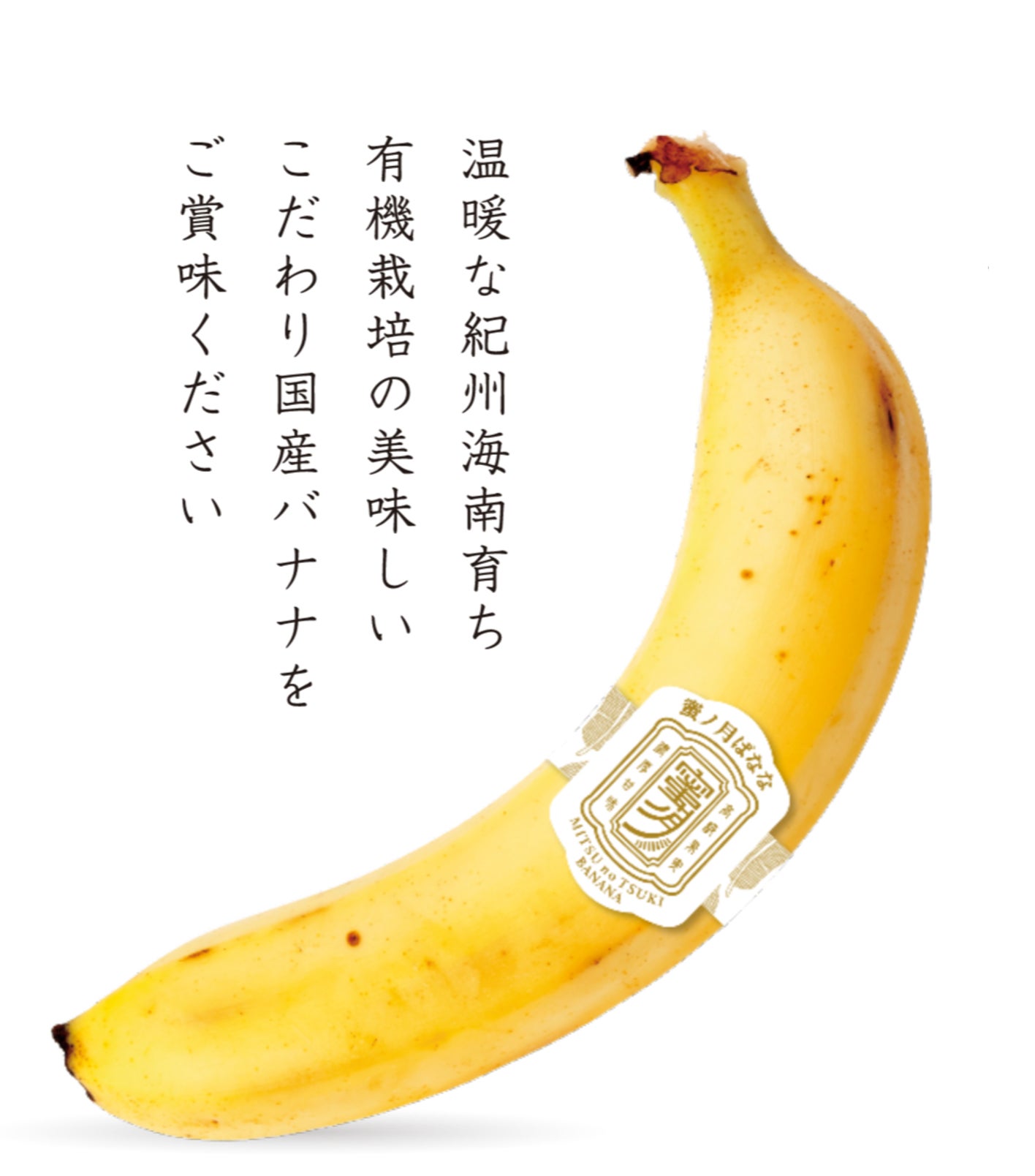 体喜ぶ「蜜の月バナナ」日本での栽培が珍しいバナナを育てたい