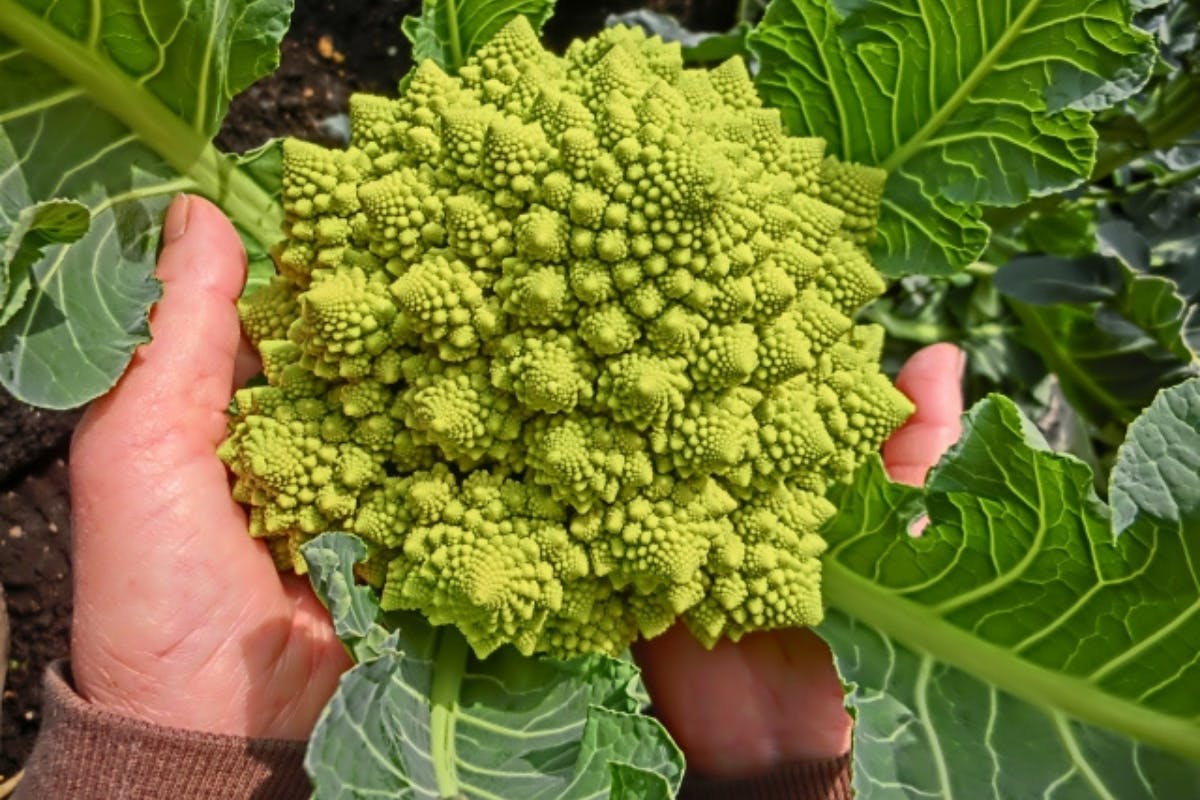 みんなでお店を盛り上げよう ロマネスコチャレンジ参加者先行募集スタート Campfire キャンプファイヤー みんなでお店を盛り上げよう ロマネスコチャレンジ参加者先行募集スタート Campfire キャンプファイヤー