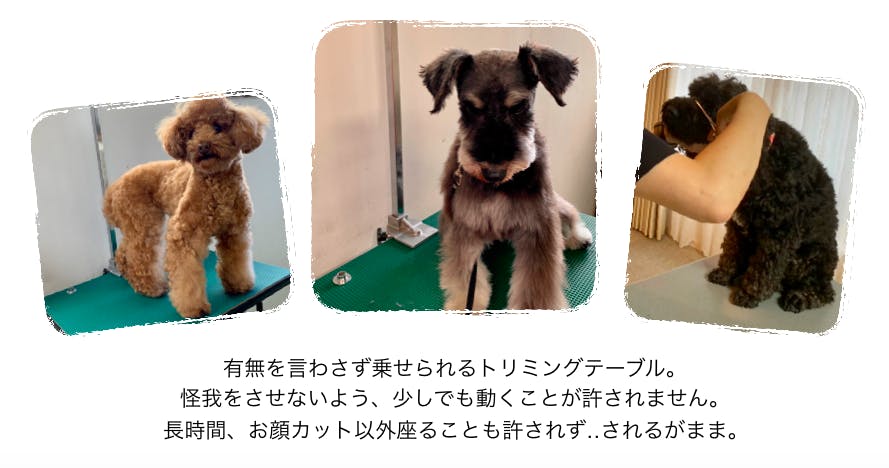 愛犬のおうちケアを当たり前にし 犬と飼い主 ペット事業者の こころ を守りたい Campfire キャンプファイヤー 愛犬のおうちケアを当たり前にし 犬と飼い主 ペット事業者の こころ を守りたい Campfire キャンプファイヤー