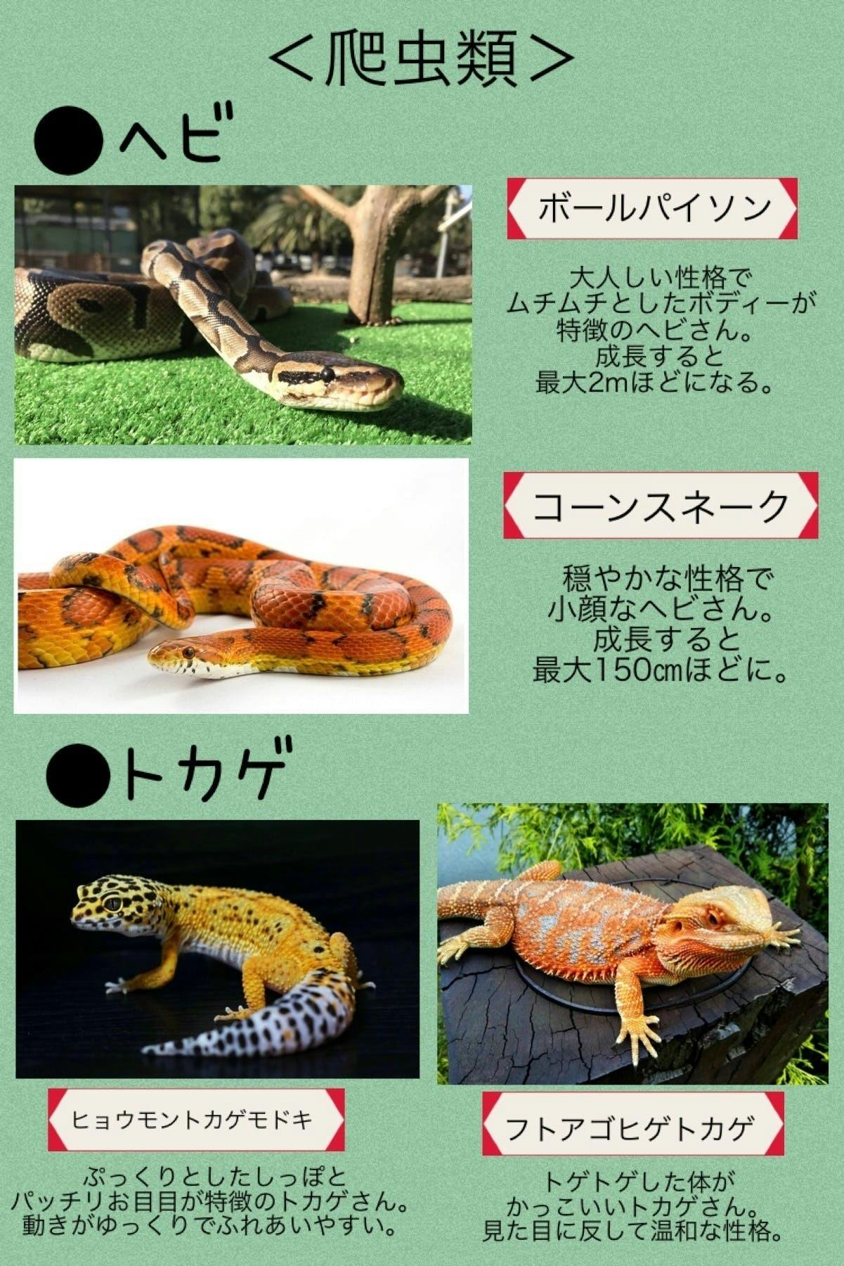 レオパ ハンモック レオパードゲッコー フック 爬虫類 小動物-