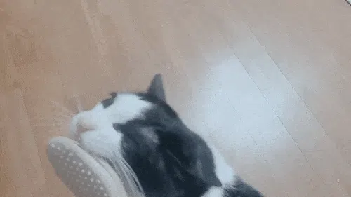 ゴロゴロ音とキャットニップ配合で猫が嫌がらない歯磨き 1日1回 にゃんち習慣 Campfire キャンプファイヤー ゴロゴロ音とキャットニップ配合で猫が嫌がらない歯磨き 1日1回 にゃんち習慣 Campfire キャンプファイヤー