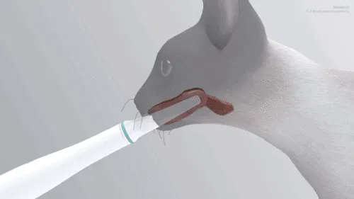 ゴロゴロ音とキャットニップ配合で猫が嫌がらない歯磨き 1日1回 にゃんち習慣 Campfire キャンプファイヤー ゴロゴロ音とキャットニップ配合で猫が嫌がらない歯磨き 1日1回 にゃんち習慣 Campfire キャンプファイヤー