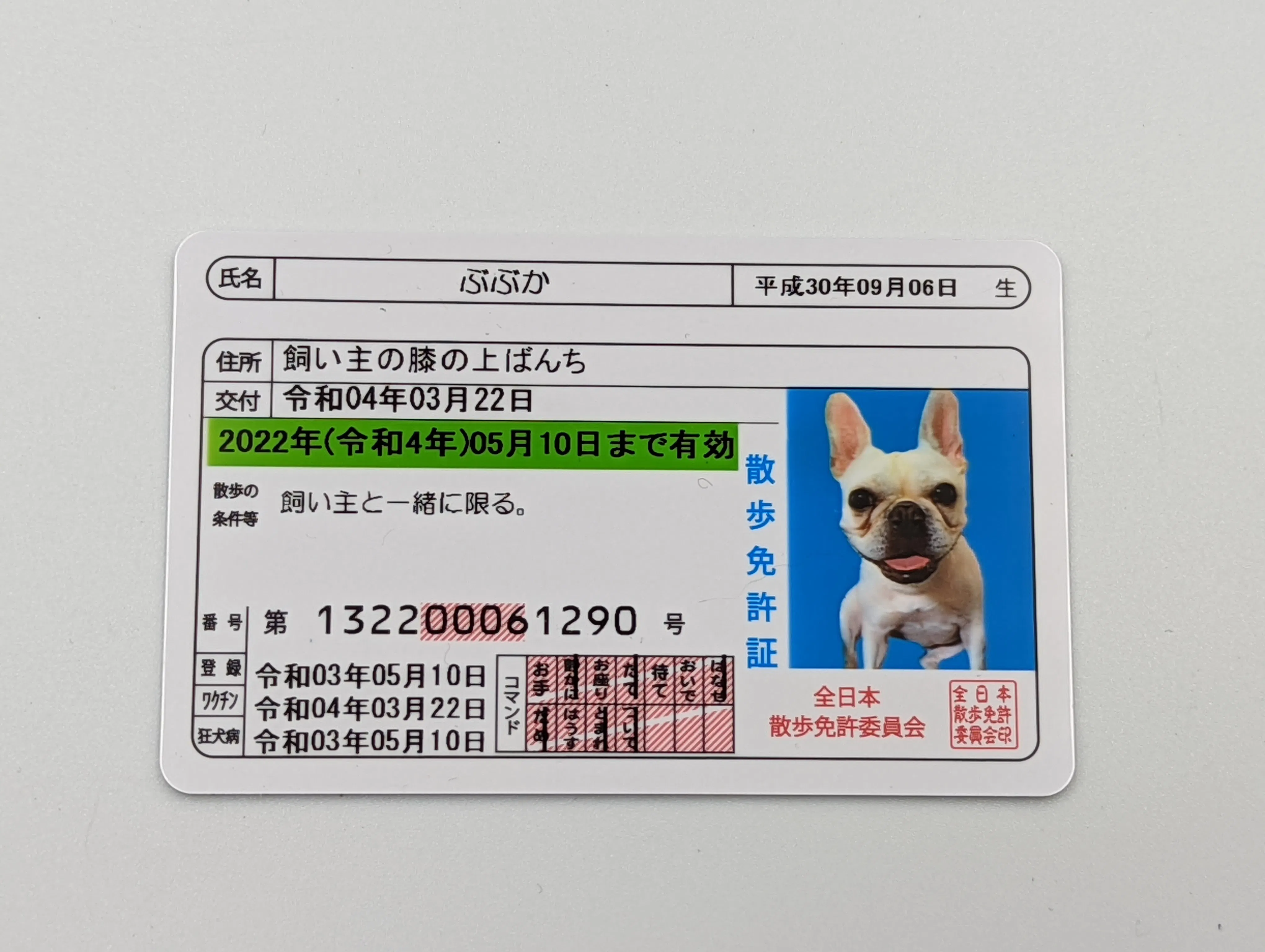 散歩許可証 で ペットとの暮らしをもっと快適に 家族をもっと笑顔に Campfire キャンプファイヤー 散歩許可証 で ペットとの暮らしをもっと快適に 家族をもっと笑顔に Campfire キャンプファイヤー