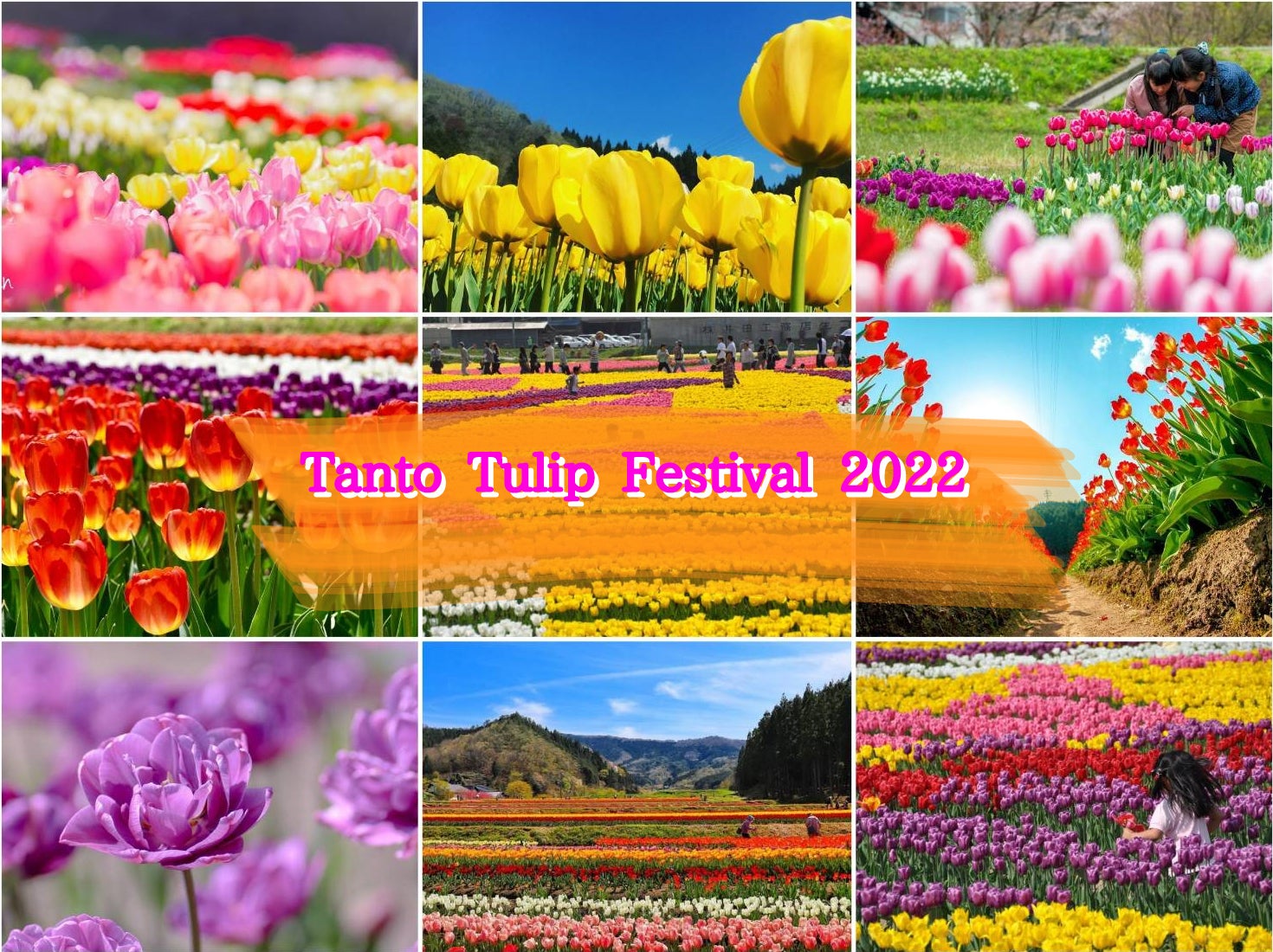 兵庫県豊岡市 100万本が咲くたんとうチューリップまつりで地域のファンづくり Campfire キャンプファイヤー 兵庫県豊岡市 100万本が咲くたんとうチューリップまつりで地域のファンづくり Campfire キャンプファイヤー