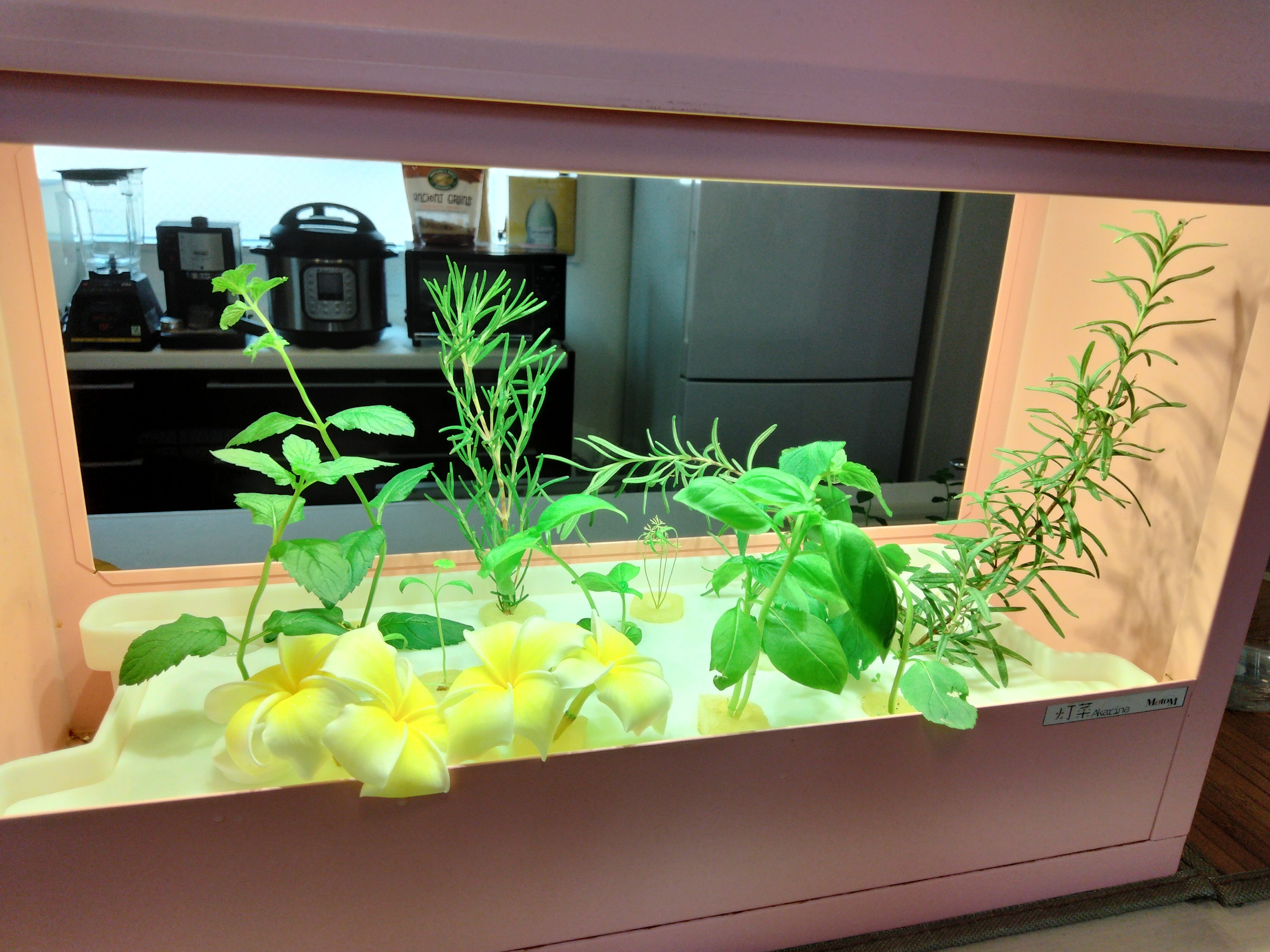 室内で野菜やお花を育むインテリア「LED植物水耕栽培器 Akarina